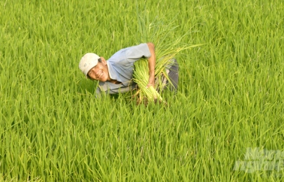 Quản lý dinh dưỡng tốt để cây lúa cho năng suất tối đa