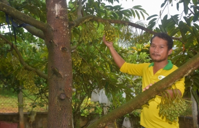 Trang trại 3.000 cây sầu riêng hữu cơ đầu tiên ở Bình Định