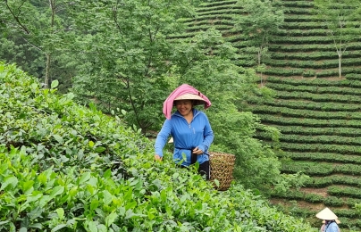 Sản xuất hữu cơ ‘nâng đời’ nông sản xứ Tuyên