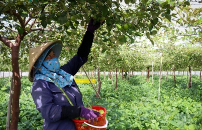 Giá tăng hơn gấp đôi, người trồng táo Ninh Thuận lãi lớn
