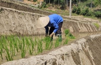 Hạn kéo dài, ưu tiên nước cho sản xuất lúa một vụ ở vùng cao