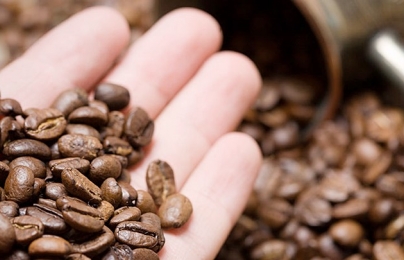 Giá cà phê hôm nay 26/9/2023: Giảm nhẹ 300 đ/kg