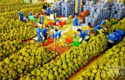 Bộ NN-PTNT đề nghị siết chặt kiểm tra trái cây xuất khẩu sang Trung Quốc