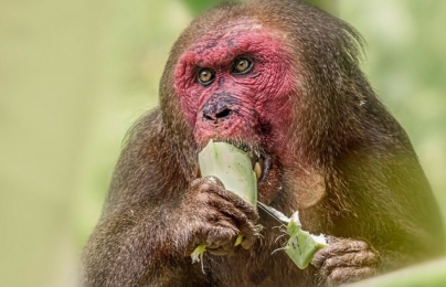 Giao nộp cá thể khỉ mặt đỏ cho Vườn quốc gia Xuân Sơn