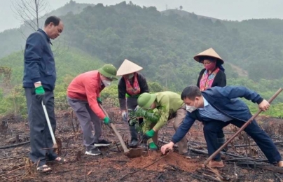 Quảng Ninh quyết tâm trồng ít nhất 2.000ha lim, lát, giổi trong năm 2023