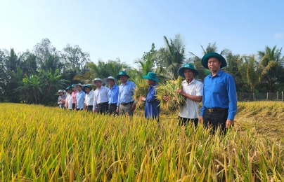 Khảo sát 10.000 nông dân lập bộ dữ liệu sản xuất lúa