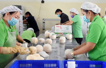 Doanh nghiệp Việt Nam có thể bắt đầu xuất khẩu dừa sang Mỹ ‘ngay lập tức’