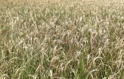 Bình Thuận cảnh báo sâu đục thân hại lúa
