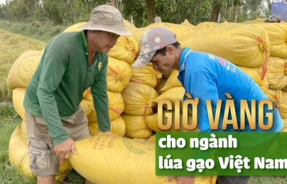 [Bài 4]: Tăng sản xuất, duy trì xuất khẩu, nâng cao hình ảnh lúa gạo Việt Nam