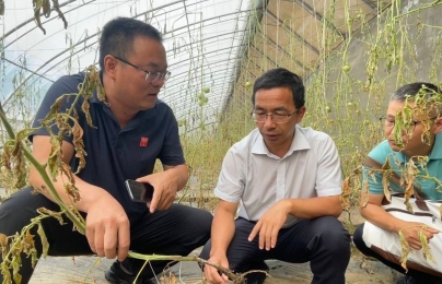Bắc Kinh chật vật khôi phục sản xuất rau sau thảm hoạ lũ lụt