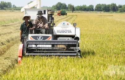 Đồng Tháp kêu gọi doanh nghiệp tham gia chuỗi giá trị lúa gạo bền vững