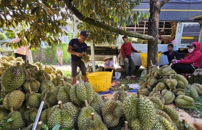 Diễn đàn nhận diện thực trạng liên kết tiêu thụ, xuất khẩu sầu riêng Việt Nam