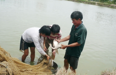 Nuôi cá nước ngọt tạo cơ hội giảm nghèo ở vùng nông thôn