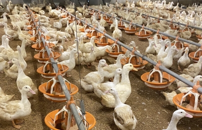 Bình Thuận đặt mục tiêu sản lượng thịt đạt 91.000 tấn năm 2024