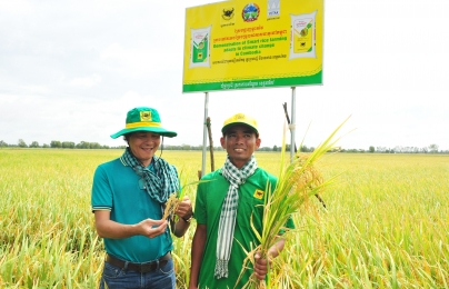 Bình Điền giúp nông dân Campuchia tăng năng suất lúa thêm 1 tấn/ha