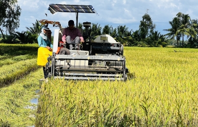 Huyện Phước Long mở rộng diện tích luân canh lúa – tôm