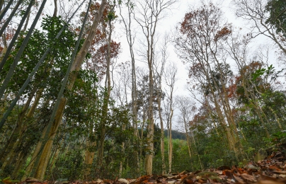 8 tháng thu gần 2.000 tỷ đồng dịch vụ môi trường rừng