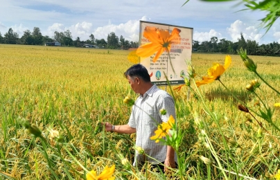 Lúa sạch, môi trường xanh nhờ sản xuất theo SRP kết hợp trồng hoa sinh thái