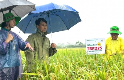 Nông dân đội mưa thăm đồng, trầm trồ giống lúa của ThaiBinh Seed