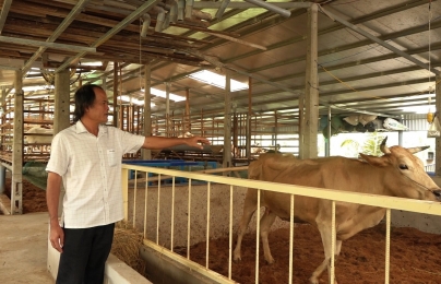 Người dẫn dắt chương trình Sind hóa đàn bò ở Trà Vinh
