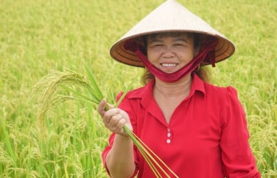 Ý tưởng về cuộc ‘cách mạng xanh’ từ cây lúa ở xứ Thanh