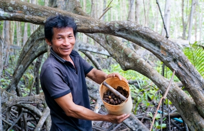 Nuôi ốc len dưới tán rừng giúp bảo vệ rừng hiệu quả