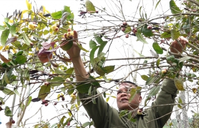 Kỳ vọng đột phá từ đề án nông nghiệp hữu cơ của Quảng Ninh