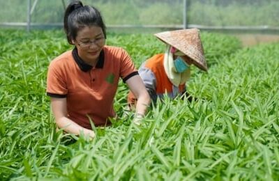 Nông nghiệp tiếp tục là điểm sáng kinh tế của Bắc Ninh