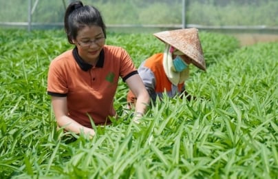Nông nghiệp tiếp tục là điểm sáng kinh tế của Bắc Ninh
